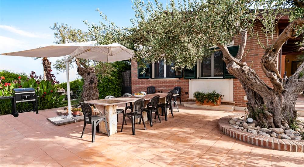 guests lunch/dinner area, olive tree