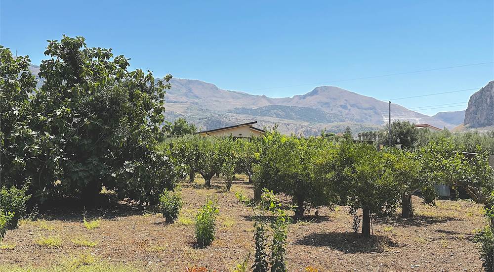 OLIVE ORCHARD AND MANDARINE GROVE