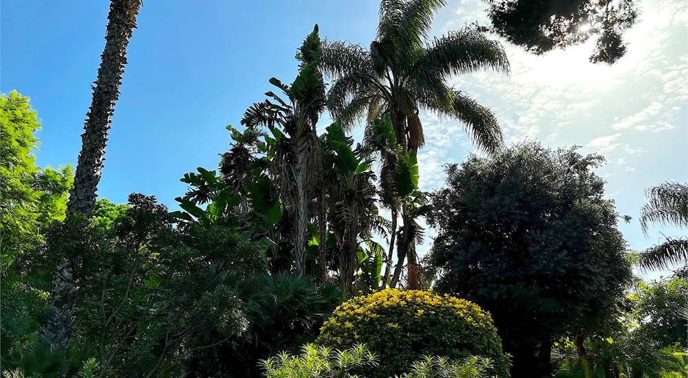 garden and trees